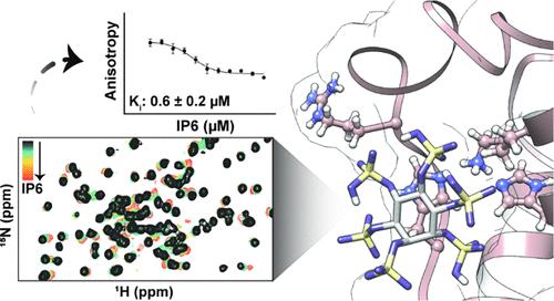 Inositol Hexaphosphate as an Inhibitor and Potential Regulator of p47phox Membrane Anchoring