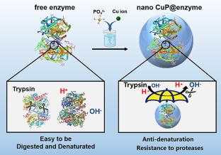 Optimized Nanoscale Mineralization Strategy for Maintaining Bio-enzymatic Stability