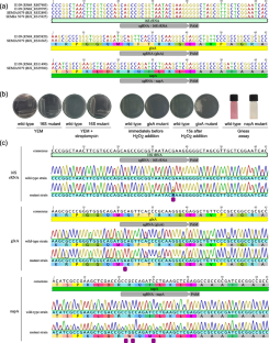 Genome editing of soybean inoculant using CRISPR/Cas9 system: enhancing agricultural sustainability