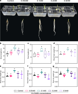 Fulvic Acid-releasing Chitosan Nanoparticles Promote the Growth and Drought Stress Tolerance of Rice Plants