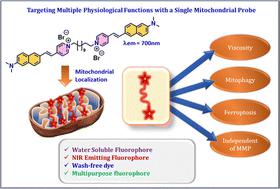 A multipurpose mitochondrial NIR probe for imaging ferroptosis and mitophagy†