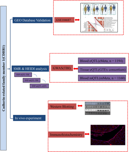 Association of Cadherin-Related Family Member 1 with Traumatic Brain Injury