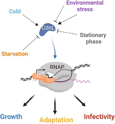 House of CarDs: Functional insights into the transcriptional regulator CdnL