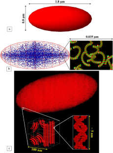 A mechanistic simulation of induced DNA damage in a bacterial cell by X- and gamma rays: a parameter study.