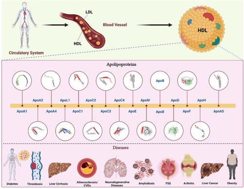 Cholesterol transport and beyond: Illuminating the versatile functions of HDL apolipoproteins through structural insights and functional implications