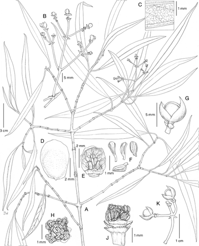 Clusia salicifolia (Clusiaceae), una nueva especie hemiepifita de Costa Rica y Panamá