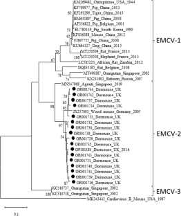 Prevalence and Molecular Analysis of Encephalomyocarditis Virus-2 in the Hazel Dormouse.