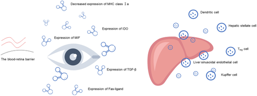 The Future of Checkpoint Inhibitors in Uveal Melanoma: A Narrative Review.