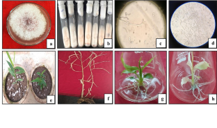 Isolation, identification, pathogenicity test and molecular characterization of Fusarium oxysporum f. sp. zingiberi causing Fusarium yellows disease from infected rhizomes of ginger (Zingiber officinale Rosc.)