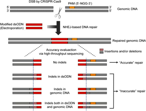 CRISPR-Cas9 System Mediated Genome Editing Technology: An Ultimate Tool to Enhance Abiotic Stress in Crop Plants