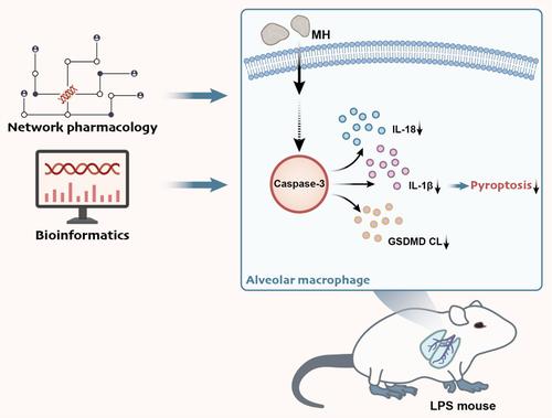 Mechanistic insights into targeting caspase-3 activation and alveolar macrophage pyroptosis by Ephedra and bitter almond compounds for treating pediatric pneumonia via network pharmacology and bioinformatics