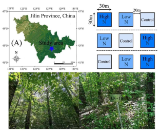 Natural δ13C and δ15N Abundance of Plants and Soils Under Long-term N Addition in a Temperate Secondary Forest