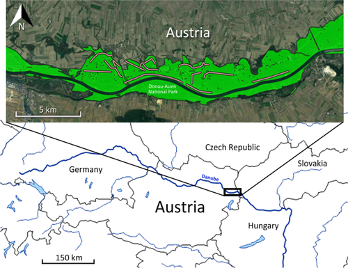 The importance of tree species identity and trait-based winter foraging ecology of bark-foraging bird species in a large Central European floodplain forest