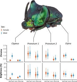 The evolution of body coloration in dung beetles: diel activity and sexual dimorphism