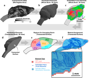 Validation of a computational biomechanical mouse brain model for rotational head acceleration