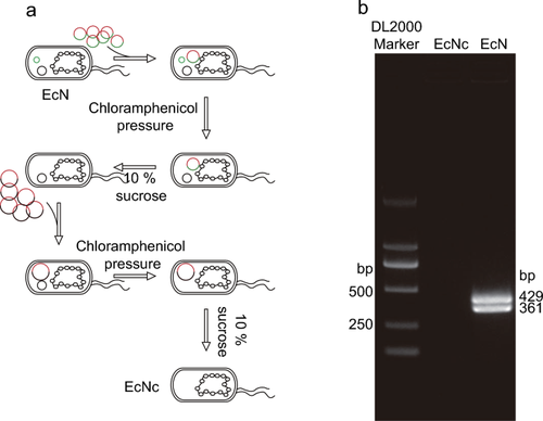 Unveiling the impact of cryptic plasmids curing on Escherichia coli Nissle 1917: massive increase in Ag43c expression