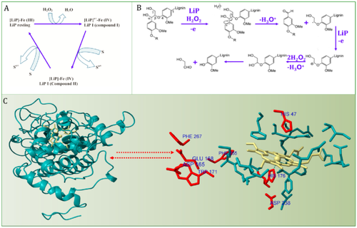 Biocatalytic Functionalities of Lignin Peroxidase-Based Systems in Lignin Depolymerization and Pollutants Removal from Environmental Matrices