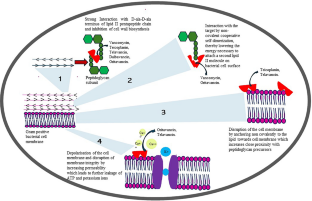 Glycopeptides: Insights Towards Resistance, Clinical Pharmacokinetics and Pharmacodynamics