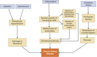 Terpenes in the management of chronic kidney disease