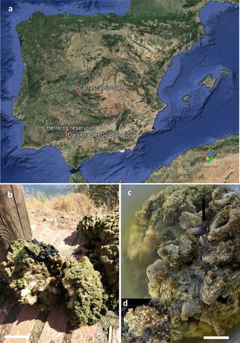 First report of the invasive freshwater sponge Heterorotula multidentata (Weltner, 1895) in Europa: a latent threat for aquatic ecosystems?