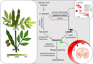 Spatio-temporal expression of polyphenol oxidase unveils the dynamics of L-DOPA accumulation in faba bean (Vicia faba L.)