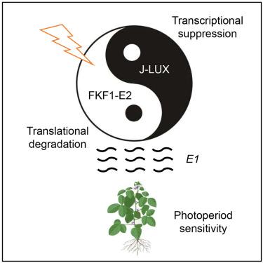 A critical suppression feedback loop determines soybean photoperiod sensitivity