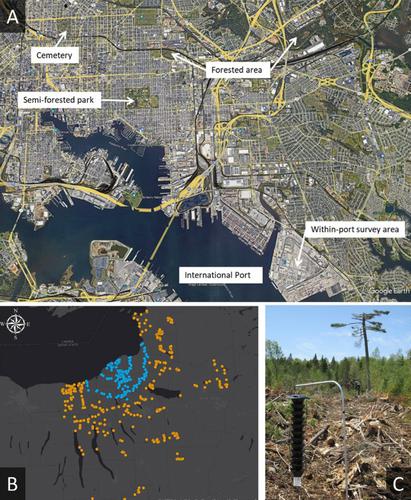 Factors affecting catches of bark beetles and woodboring beetles in traps