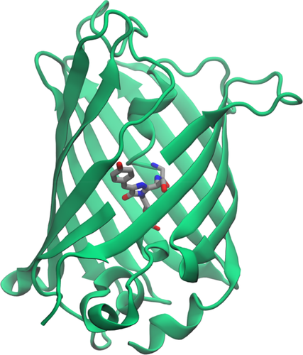 Reversibly switchable fluorescent proteins: “the fair switch project”