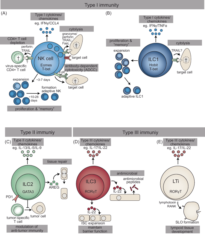 Tissue-specific features of innate lymphoid cells in antiviral defense