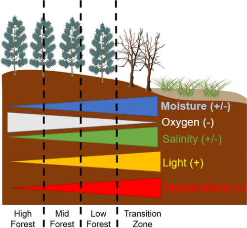 Litter Decomposition in Retreating Coastal Forests