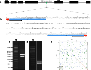 Discovery and genome-wide characterization of a novel miniature inverted repeat transposable element reveal genome-specific distribution in Glycine