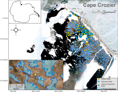 I need some space: solitary nesting Adélie penguins demonstrate an alternative breeding strategy at Cape Crozier