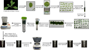 Extracellular vesicles isolated from Arabidopsis thaliana leaves reveal characteristics of mammalian exosomes