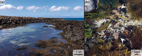 Attached and free-living crustose coralline algae and their functional traits in the geological record and today