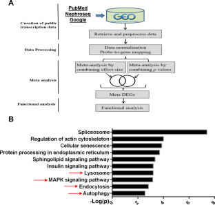 Integrative informatics analysis identifies that ginsenoside Re improves renal fibrosis through regulation of autophagy