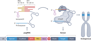 Prime editing sensors enable multiplexed genome editing