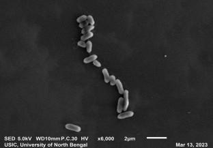 Verticiella alkaliphila  sp. nov., An Alkaliphilic, Arsenic-Resistant Bacterium Isolated from the Gut of Lepidocephalichthys guntea