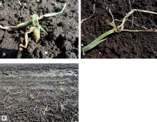 The first report of rot disease of onion occurred by Pseudomonas kitaguniensis, causing severe rot symptoms at lower temperatures