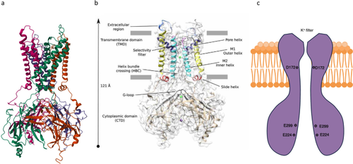 The network of cardiac KIR2.1: its function, cellular regulation, electrical signaling, diseases and new drug avenues