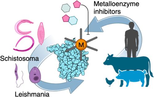 Metalloenzyme Inhibitors against Zoonotic Infections: Focus on Leishmania and Schistosoma