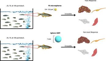 Ecotoxicological evaluation of chitosan biopolymer films particles in adult zebrafish (Danio rerio): A comparative study with polystyrene microplastics