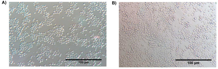 Increased Expression Level of Human Blood Clotting Factor VIII Using NS0 Cell Line as a Host Cells.