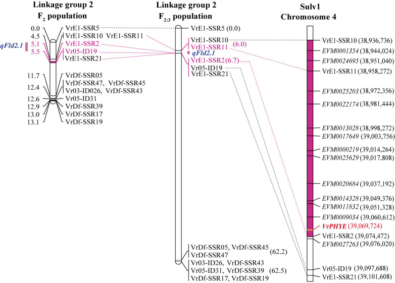 Narrowing down a major QTL region reveals <i>Phytochrome E</i> (<i>PHYE</i>) as the candidate gene controlling flowering time in mungbean (<i>Vigna radiata</i>).