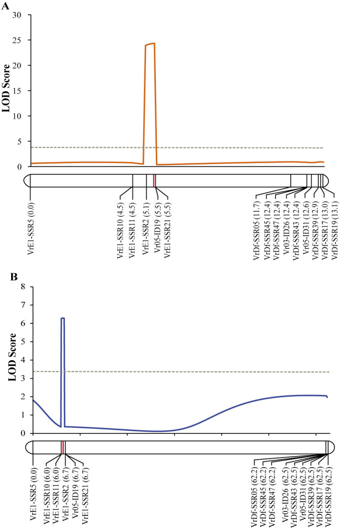 Narrowing down a major QTL region reveals <i>Phytochrome E</i> (<i>PHYE</i>) as the candidate gene controlling flowering time in mungbean (<i>Vigna radiata</i>).