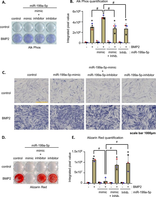 Osteoporosis GWAS-implicated <i>DNM3</i> locus contextually regulates osteoblastic and chondrogenic fate of mesenchymal stem/progenitor cells through oscillating miR-199a-5p levels.