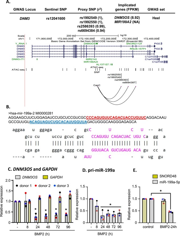 Osteoporosis GWAS-implicated <i>DNM3</i> locus contextually regulates osteoblastic and chondrogenic fate of mesenchymal stem/progenitor cells through oscillating miR-199a-5p levels.