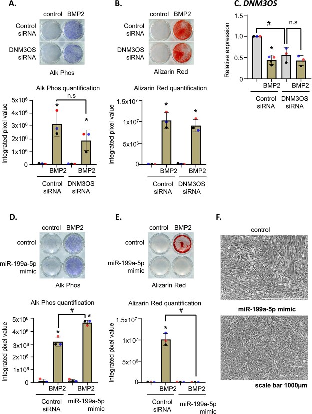 Osteoporosis GWAS-implicated <i>DNM3</i> locus contextually regulates osteoblastic and chondrogenic fate of mesenchymal stem/progenitor cells through oscillating miR-199a-5p levels.