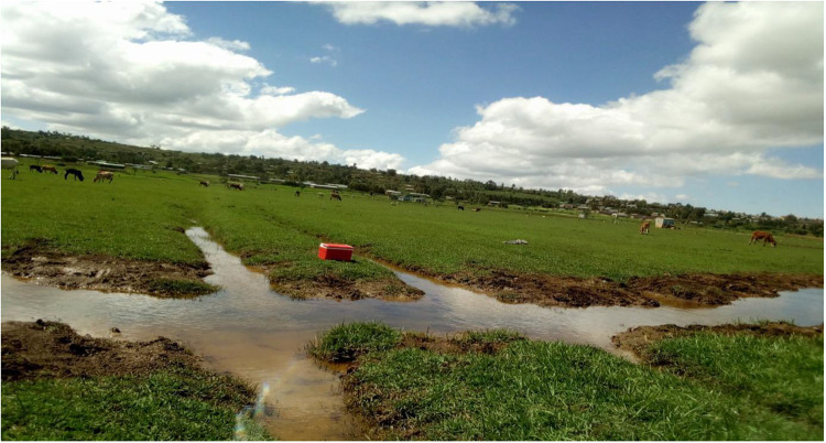 Prevalence of Bovine Schistosomiasis and Associated Risk Factors in and Around Haramaya, Oromia Region, East Ethiopia.