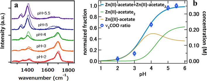 Structure and complexation mechanism of aqueous Zn(II)-acetate complex studied by XAFS and Raman spectroscopies