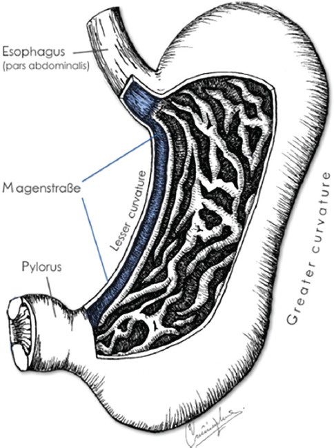 George Sclavunos (1869-1954): Anatomical Insights and His Contribution into the "Magenstrasse of Waldeyer".